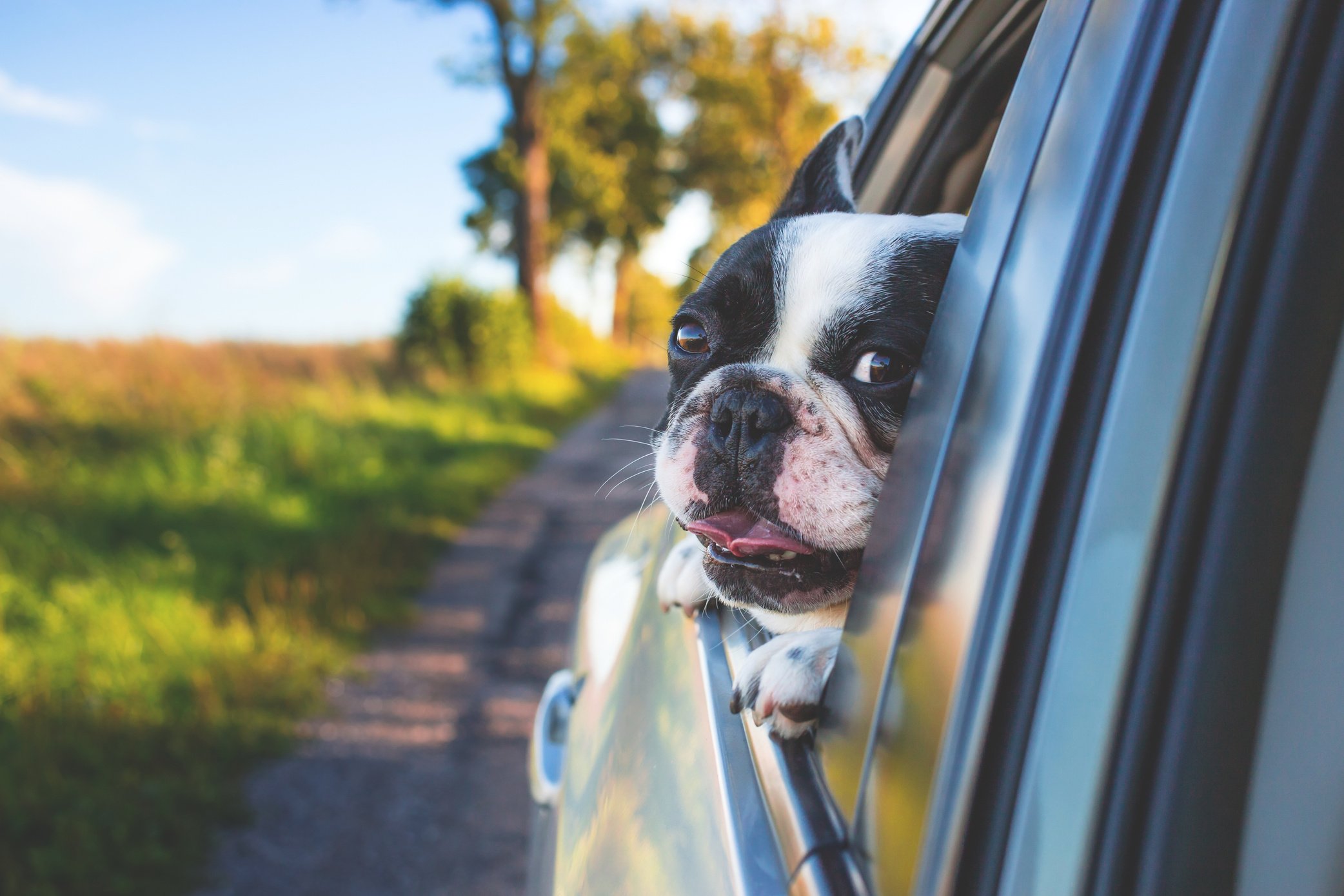 Pet Dog by the Car Window