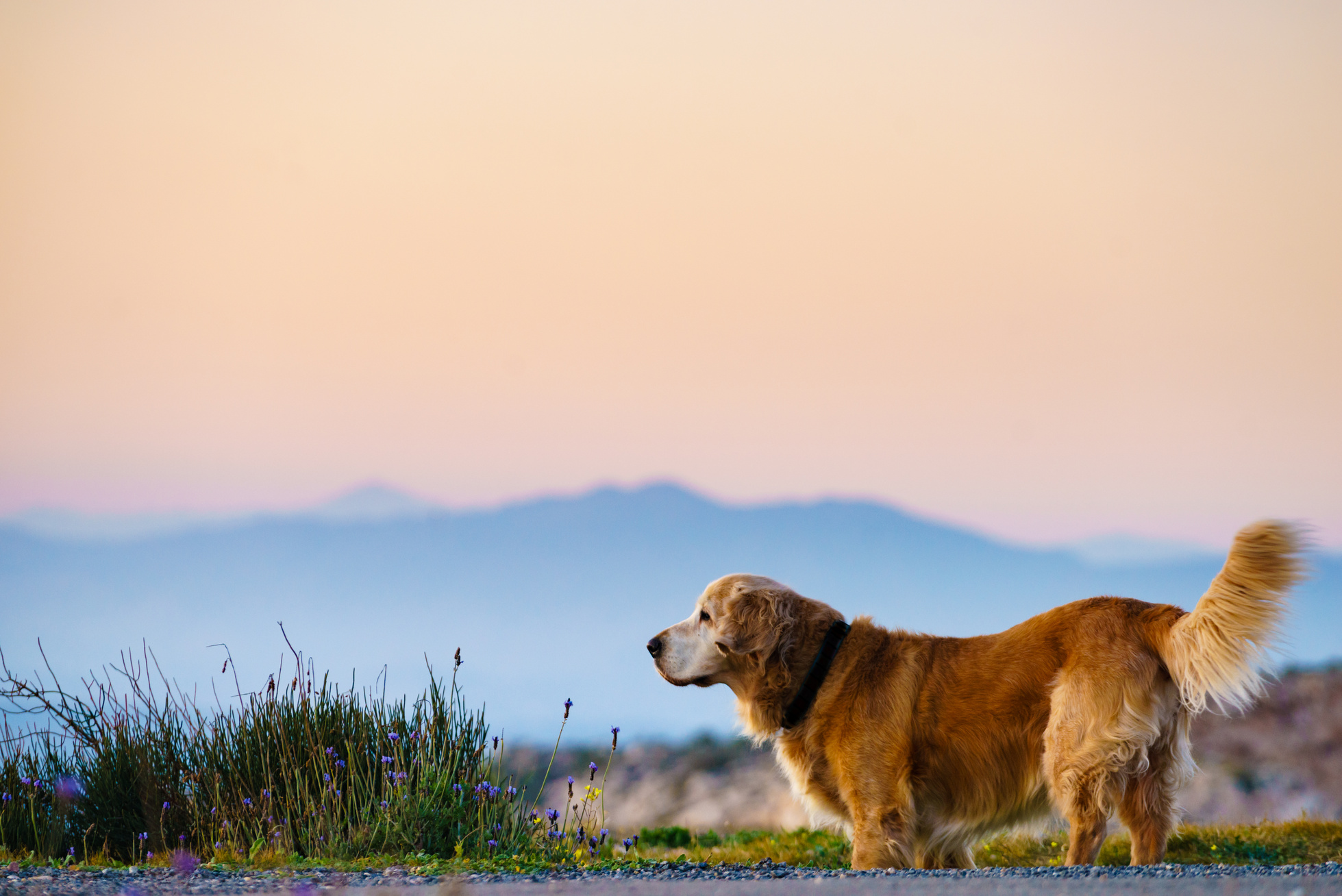 Dog walking outdoor