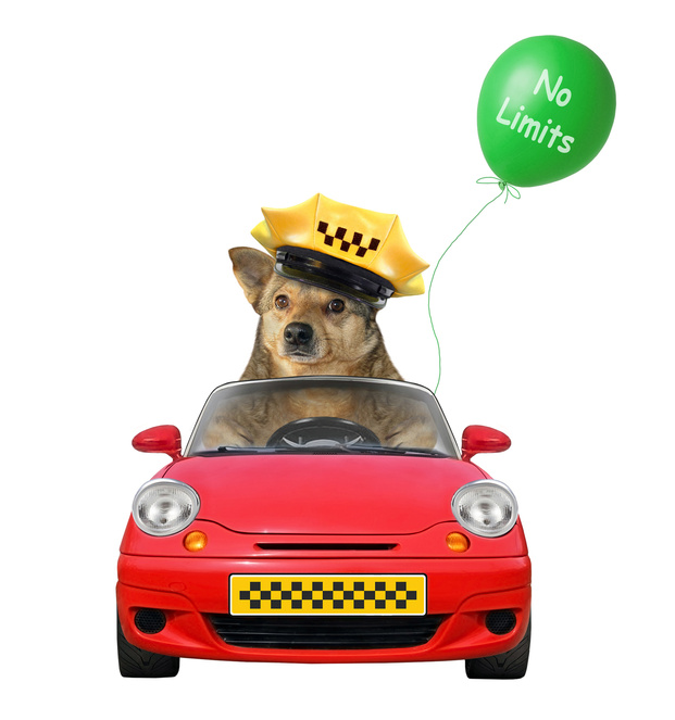 Dog taxi driver in a car 2