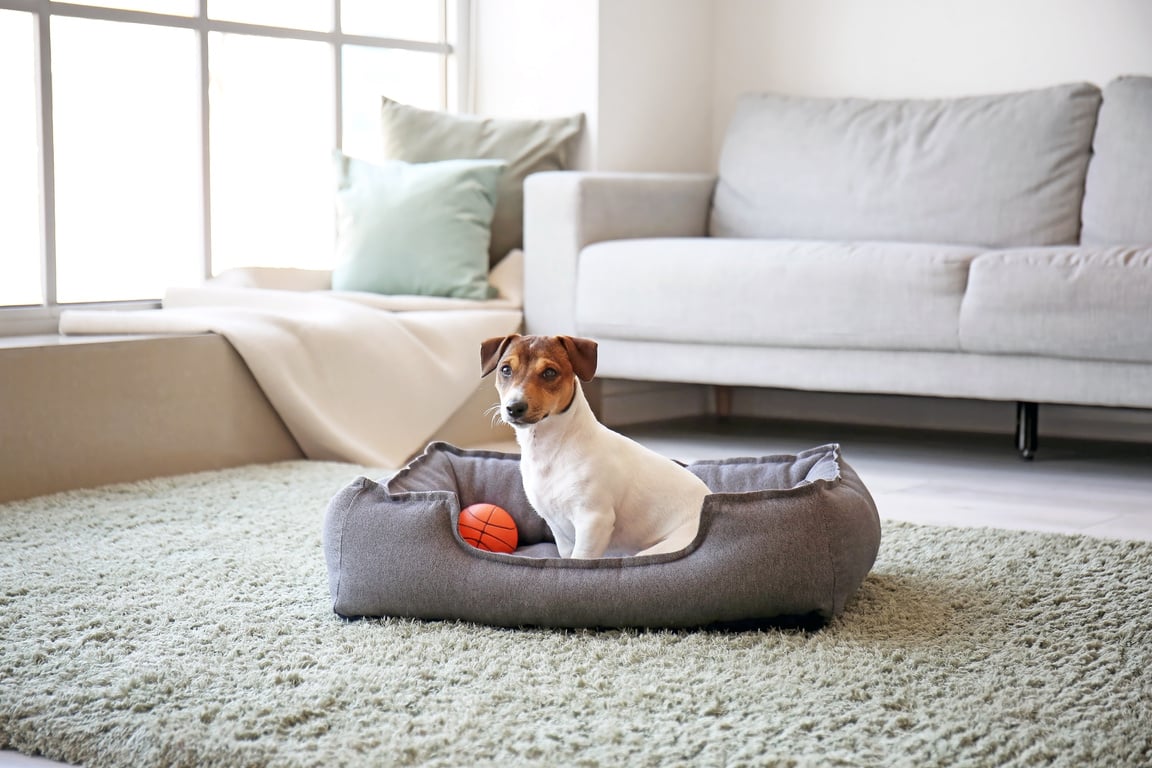 Cute Dog in Pet Bed at Home